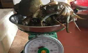 Khách Việt kiều đấu trí với người bán hàng cân thiếu Khách Việt kiều đấu trí với người bán hàng cân thiếu