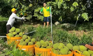 Thực hư 'sầu riêng 30.000 đồng một kg'