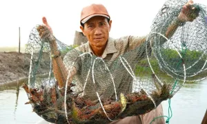 Kiếm tiền tỷ từ nuôi tôm, cua thuần tự nhiên Kiếm tiền tỷ từ nuôi tôm, cua thuần tự nhiên