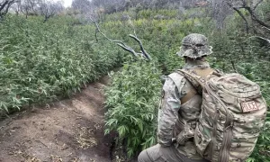 Phát hiện 'rừng cần sa' giữa công viên quốc gia California Phát hiện 'rừng cần sa' giữa công viên quốc gia California