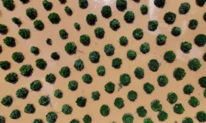 Vườn mít, sầu riêng chìm trong lũ ở Đồng Tháp Mười