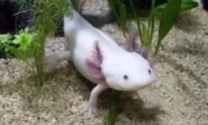 Những động vật sở hữu siêu năng lực Những động vật sở hữu siêu năng lực